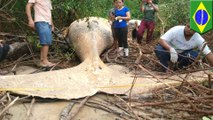 Misteri paus bungkuk ditemukan di dalam hutan Amazon - TomoNews