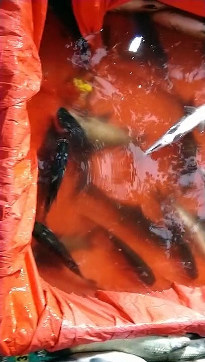 Fish floating