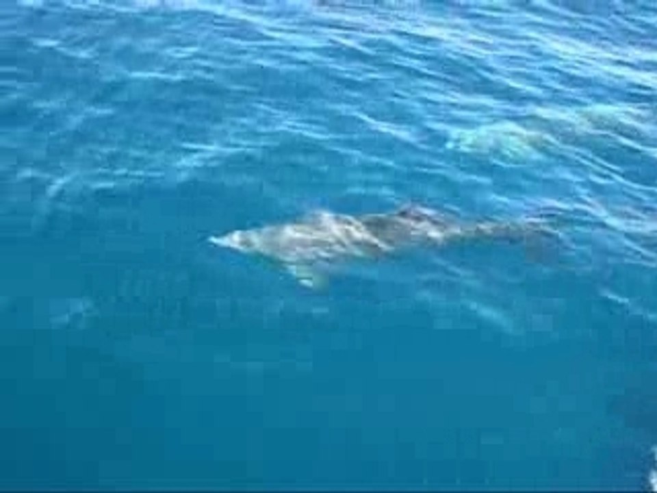 Dauphin, off-shore Florida