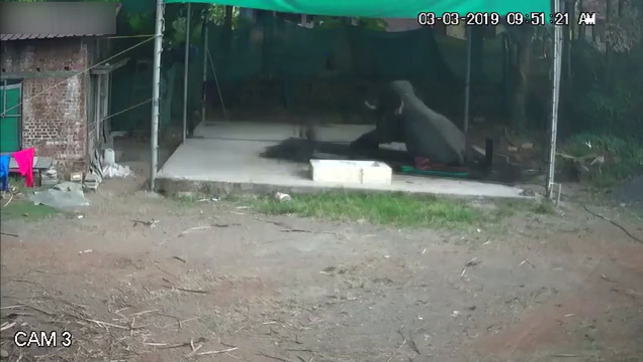 Man Crushed to Death While Bathing an Elephant