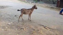 Funny Baby goat video.Vidéo drôle de chèvre bébé.