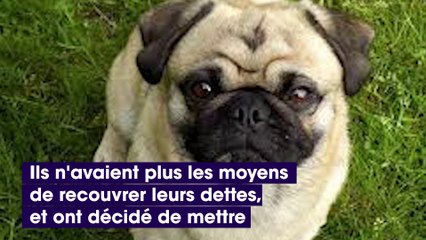 Ils vendent leur chien pour rembourser leurs dettes