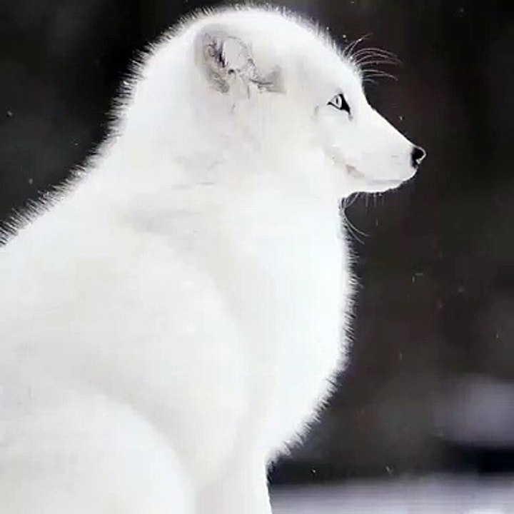 Here's an Arctic Fox enjoying a snowfall | Wildlife Live️