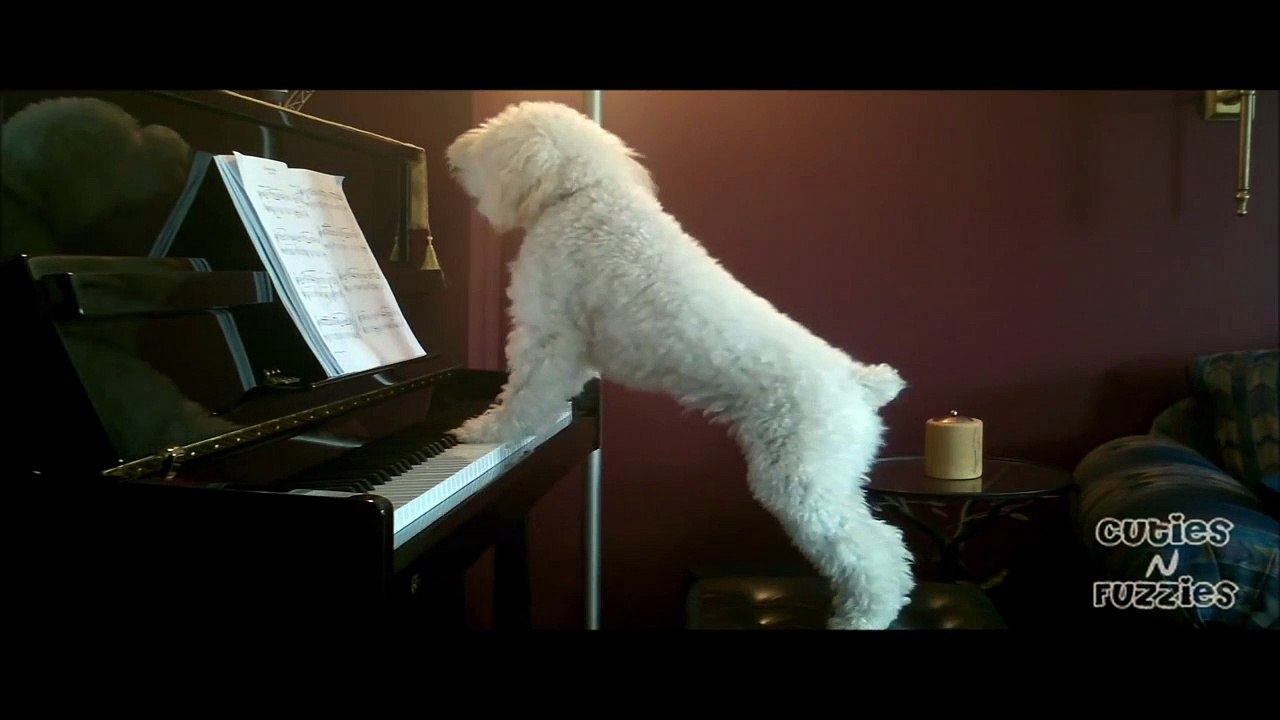 Dogs Play pinao