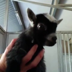 Baby kevin making the cutest noise