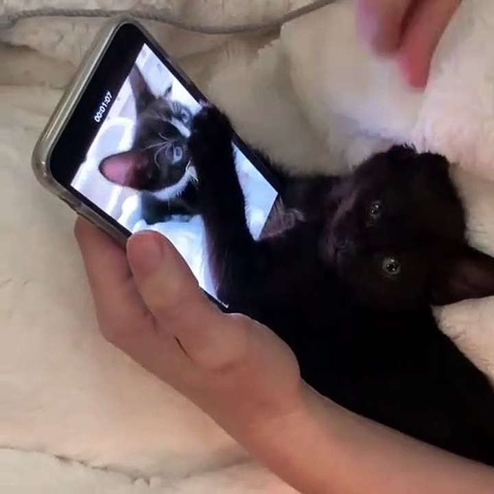 Il filme son mignon chat en train de se defouler. La réaction du deuxième chaton est trop drôle