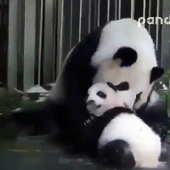 The video of Mom and Baby Panda will leave you euphoric. They are so cute