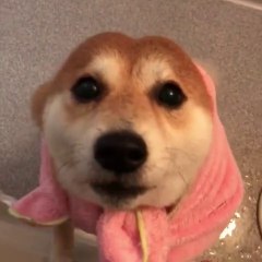 The compilation of the cutest and most adorable dogs will make you orgasmic