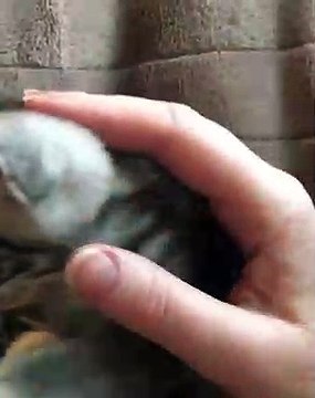 Ces chatons adorent les caresses. Leur attitude est trop mignon