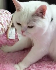 This cute cat loves his bedding a lot. And shows it by touching it so well ...