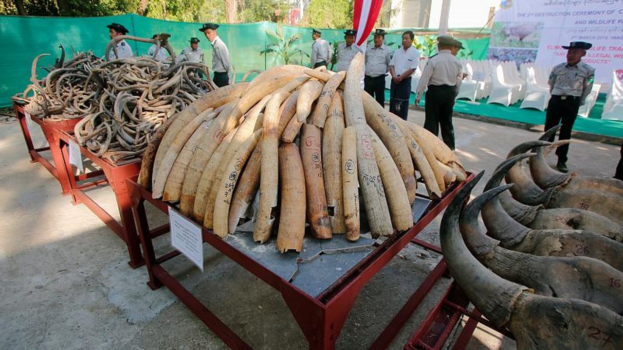 Myanmar: Elfenbein öffentlich zerstört