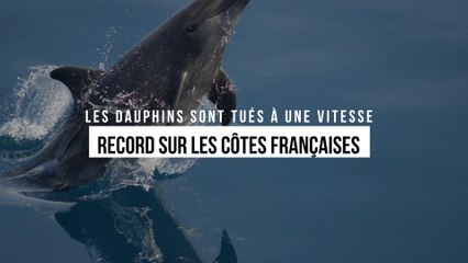 Les dauphins sont tués à une vitesse record sur les côtes françaises