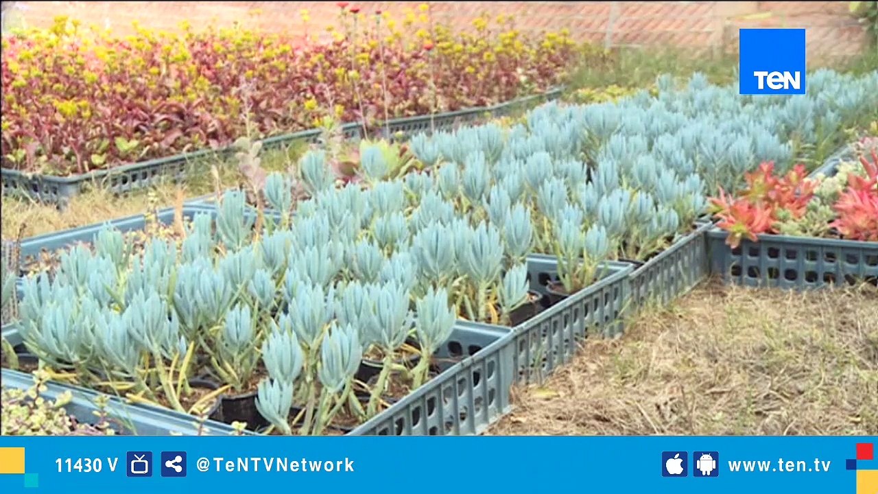 مراسلونا | مزرعة الصبار العالمية.. حصاد 37 عاماً من الشغف