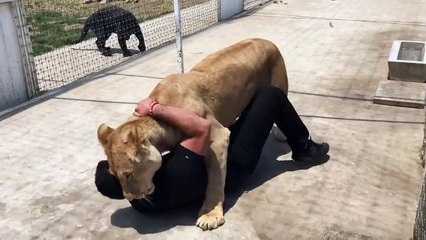 La leonessa è stata cresciuta da questuomo! Ecco come reagisce quando lo vede!