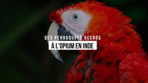 Des perroquets accros à l'opium en Inde