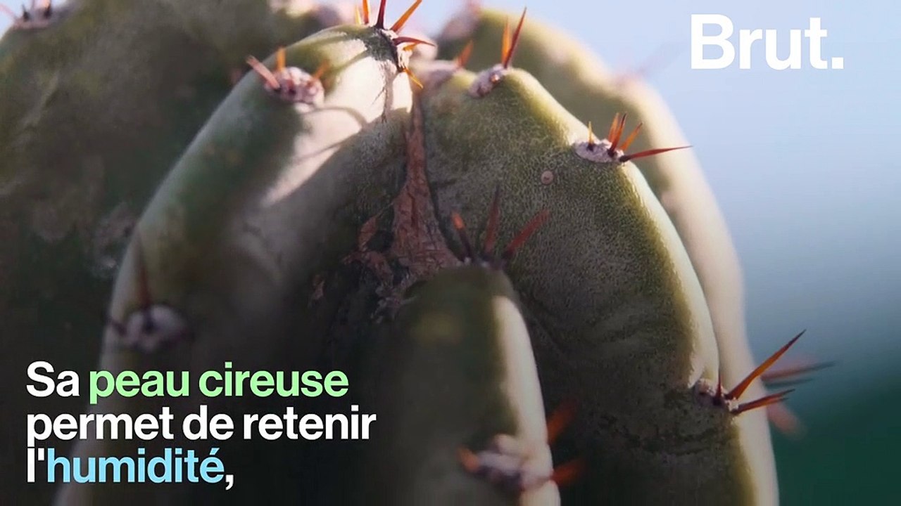 Comment le cactus survit-il dans le désert ?