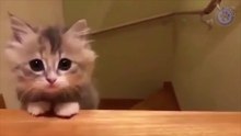 ❤️ Funny Animals and Cute Animals ❤️ Try Not To Laugh