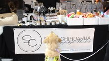 Shiva Chihuahua & Nobelpfote - Haustiermesse Wien 2019