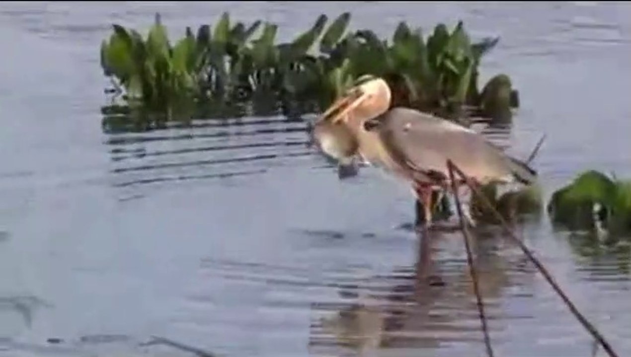 Strange bird world
