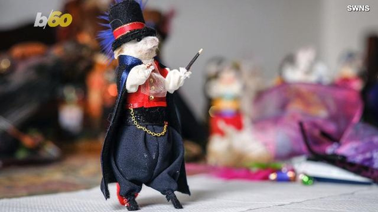 These Roadkill Victims Are Honored Through Taxidermy