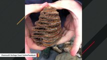 8-Year-Old Boy Stumbles Upon 40,000-Year-Old Mammoth's Tooth