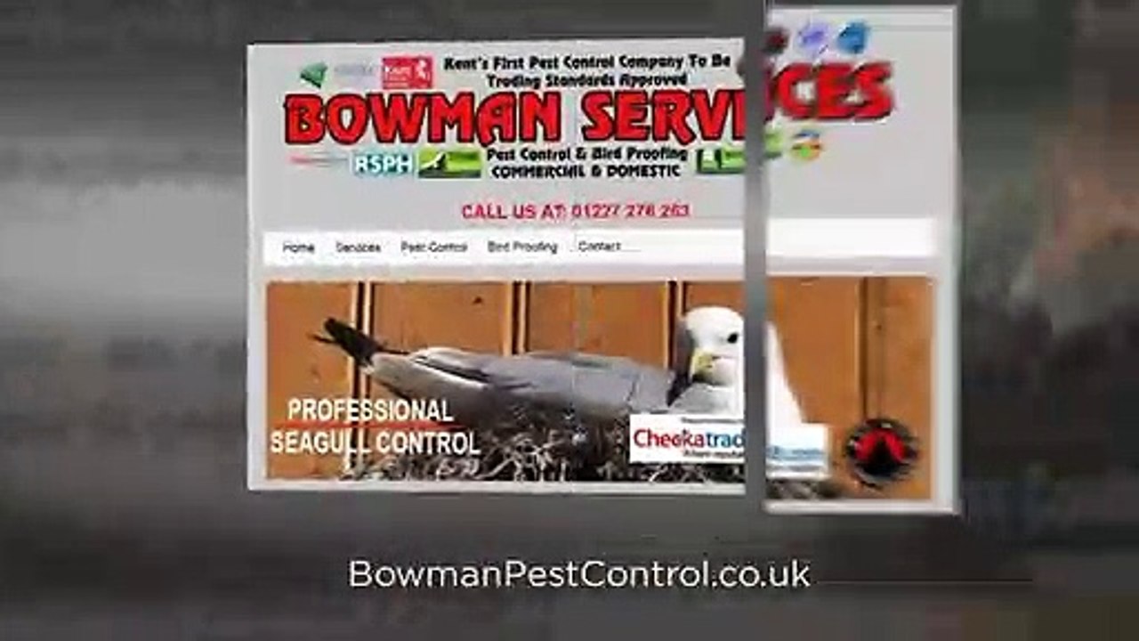 Pest Control for Your Home
