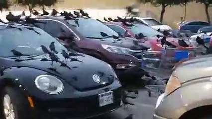 فيديو: مئات الغربان السوداء تثير الزعر بين الناس في مشهد مخيف