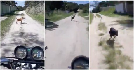 Cães fazem "espera" a motociclista
