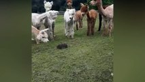 O dia que um ouriço entrou no cercado das alpacas