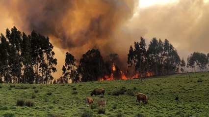 El viento amenaza con agravar los 60 fuegos activos en Cantabria y Asturias.