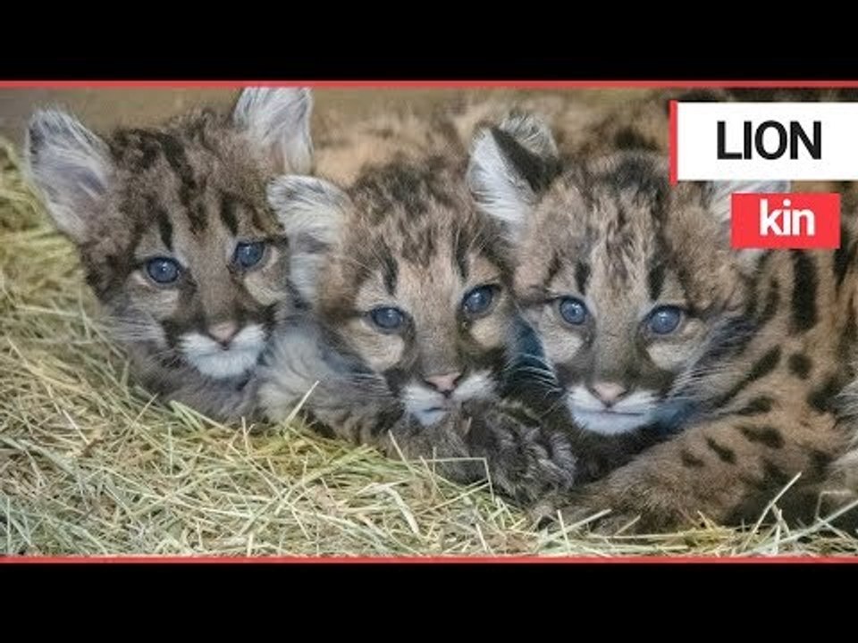 Mountain lion cubs rescued while wandering all alone in a forest | SWNS TV