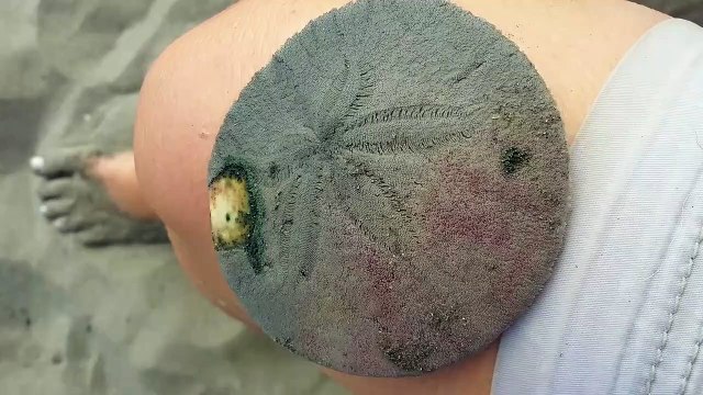 Cet animal mystérieux est un Dollar des sables, avec ses milliers de pattes qui bougent