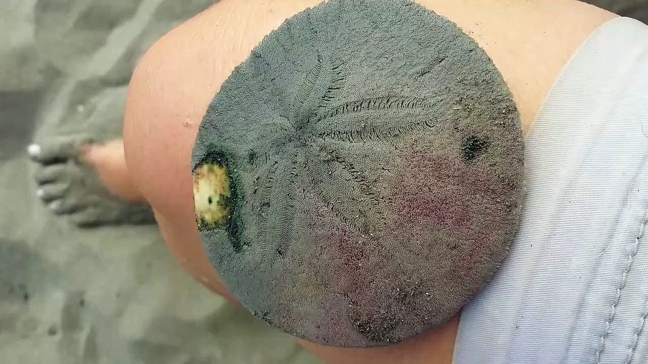 Cet animal mystérieux est un Dollar des sables, avec ses milliers de pattes qui bougent