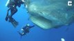 Ces plongeurs sauvent 2 requins baleines piégés dans un filet de pêche