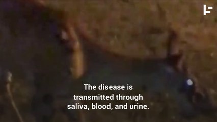 Zombie Deer Are Here, and They Could Infect Humans