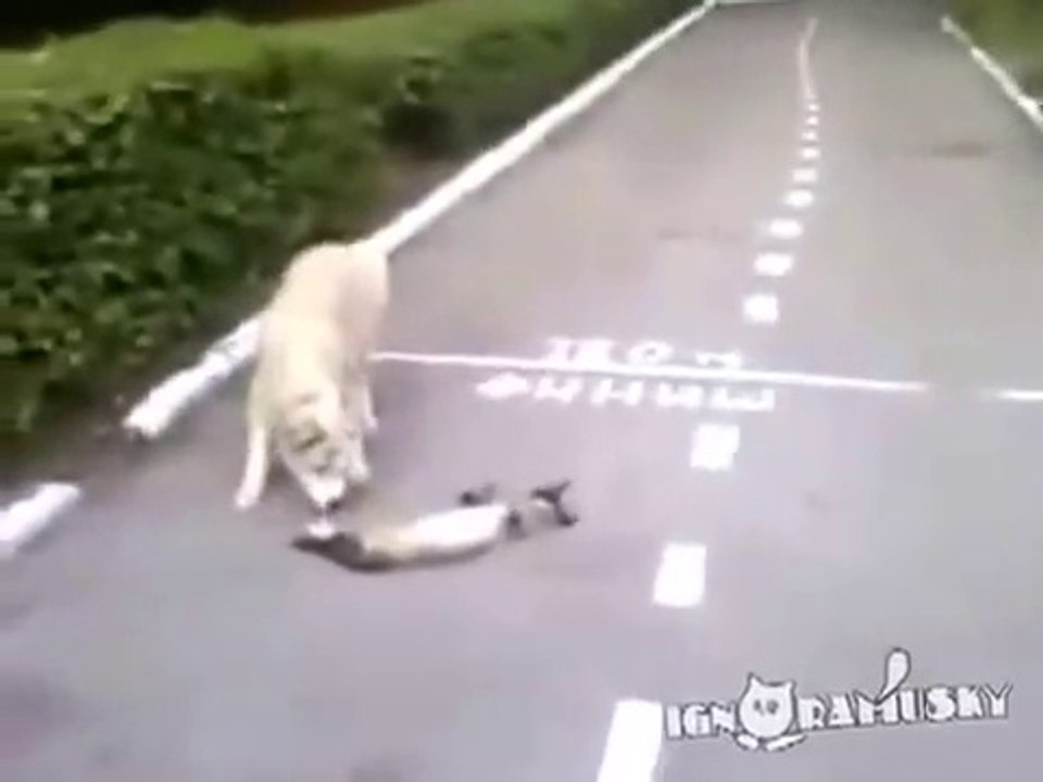 This cat lies dead to poke the dog