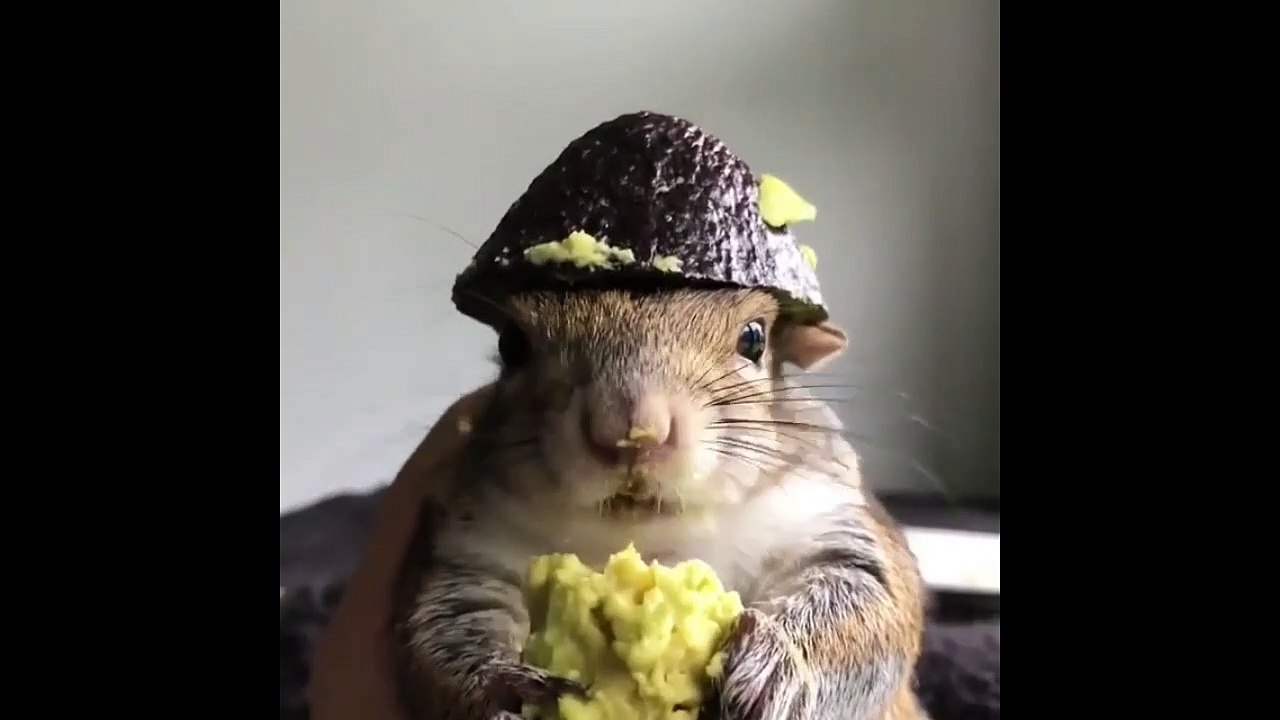 Cute and Funny Animals!!! - 15