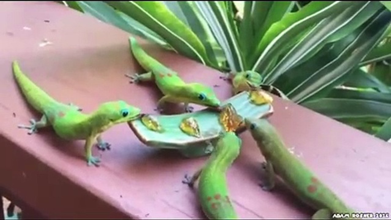 Crazy and Funyy ANIMALS! - 6