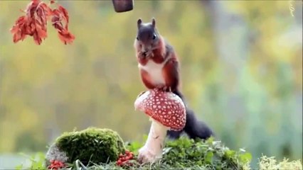 Awesom and Cute Animals!!! - 7