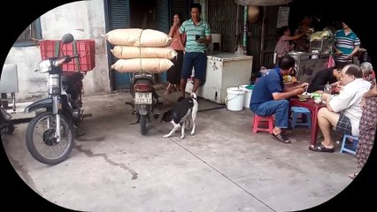 Dog & cat - Dog Chicken Fight