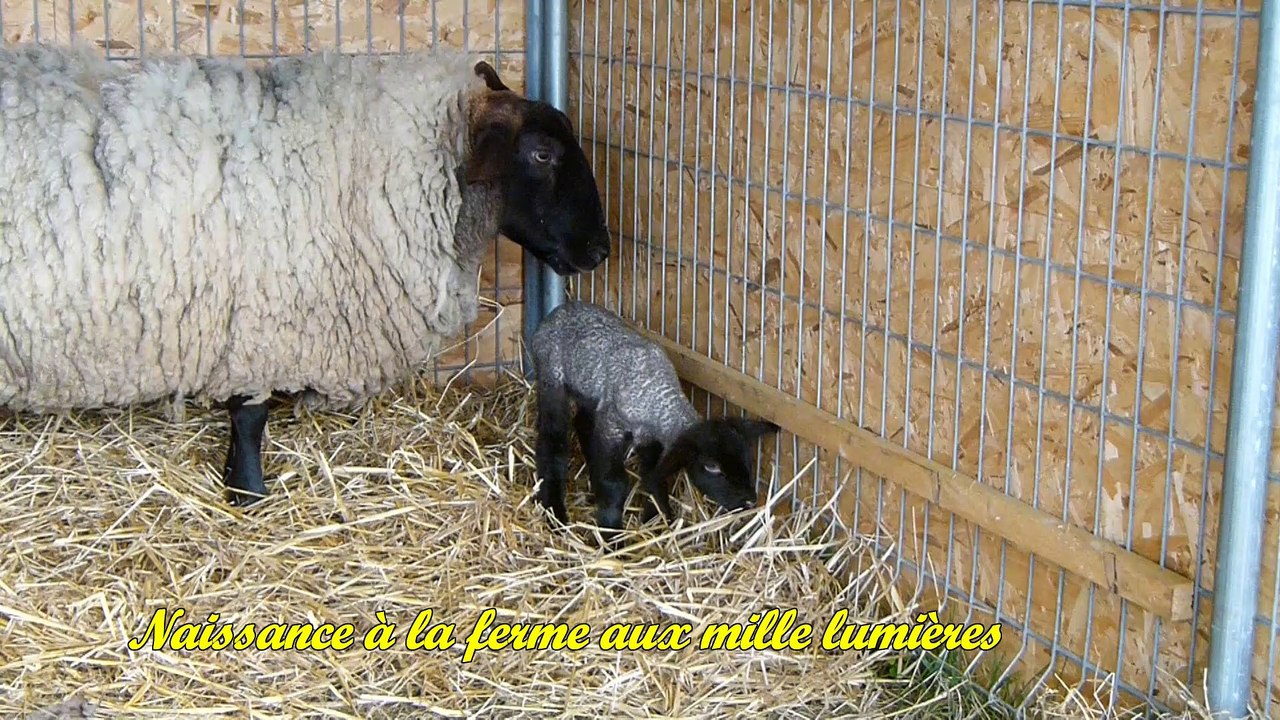 Ciné Art Loisir un nouveau pensionnaire à la ferme aux mille lumières Casimir