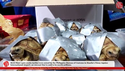 Poor Turtles Wrapped In Duct Tape Seized In Manila Airport