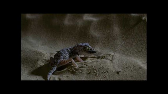 Avec Prédateurs du crépuscule , le documentaire animalier devient film d'horreur