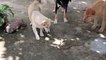Snake vs Dog  -Three Smart Dogs Bite Vicious Snake ¦  most Amazing Attack of Animals