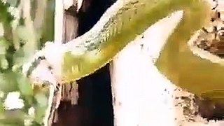 Hoopoe bird fighting with Snake