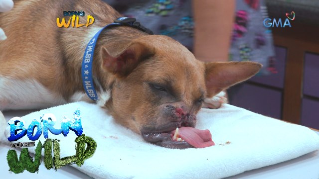 Born to Be Wild: 'Vets on Call' Special