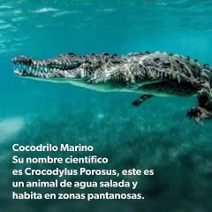 TIPOS DE COCODRILOS , CARACTERÍSTICAS, UBICACIÓN