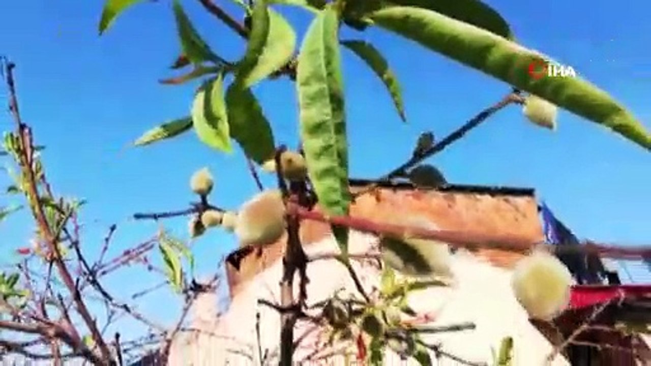 Mevsimler meyveleri, meyveler vatandaşı şaşırttı