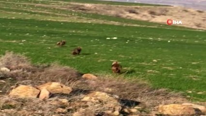 Ankara'da Çakallar Köye İndi