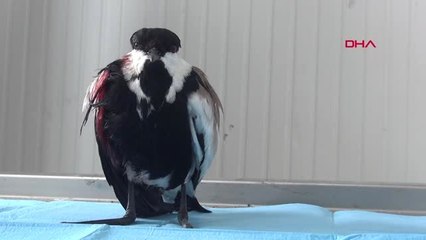 Hakkari Avcılar Koruma Altındaki 'Mahmuzlu Kız Kuşu'nu Vurdu